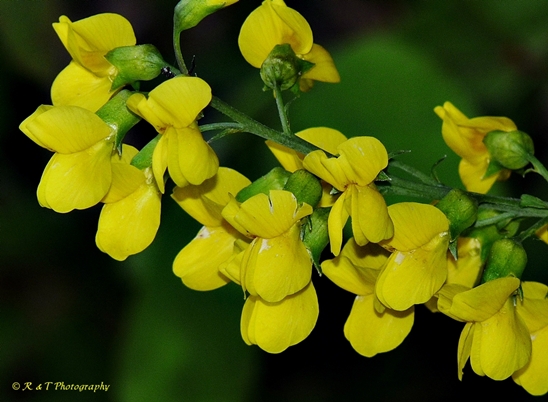{Thermopsis fraxinifolia}
